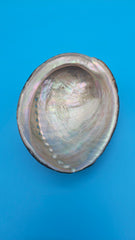 Iridescent Abalone Display Shell Pacific Specimen