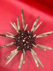 Natural club sea urchin with spines marine decor