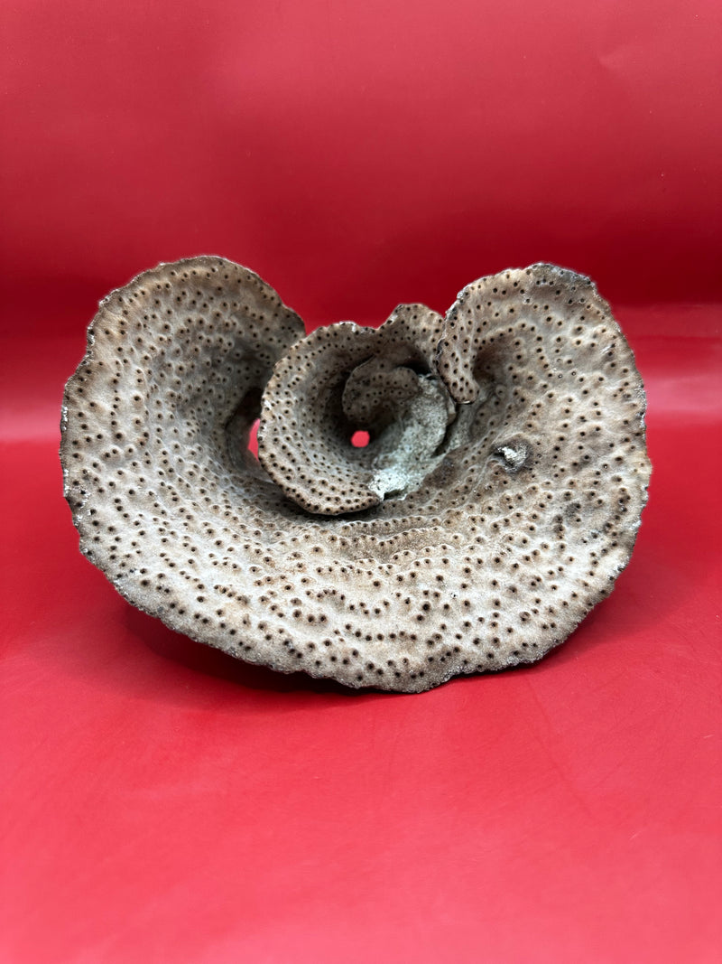 Natural texture detail of vintage Cup Coral