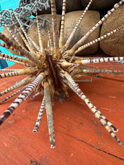 Natural zebra sea urchin with spines for display