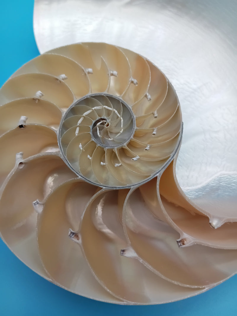 Polished Nautilus shell halves with iridescent pearl finish