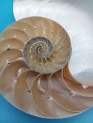 Polished Nautilus shell halves with iridescent pearl finish