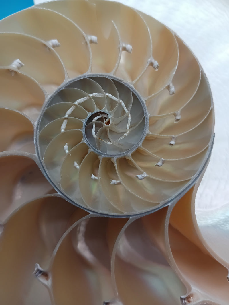 Nautilus pompilius shell halves revealing spiral structure