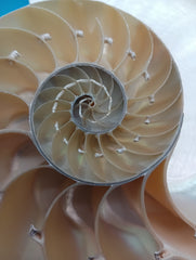 Nautilus pompilius shell halves revealing spiral structure