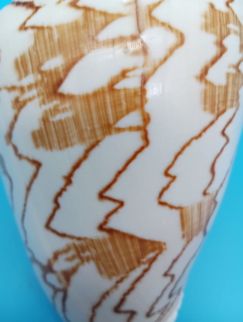 Display-ready Noble Volute shell 6.7" – natural cream and orange tones