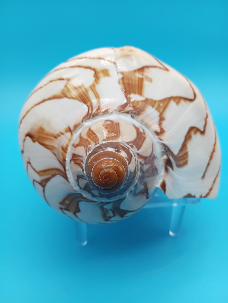 Noble Volute shell front display angle 6.7" – collectible Cymbiola nobilis
