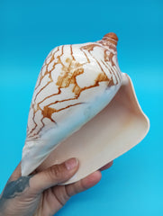 Detailed view of glossy surface on Noble Volute shell 6.7