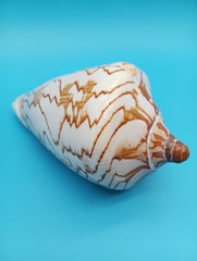 Close-up of orange-brown markings on Noble Volute shell 6.7