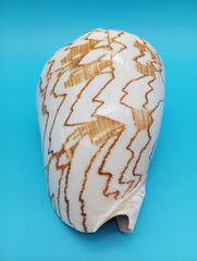 Back spiral whorl of Noble Volute shell 6.7