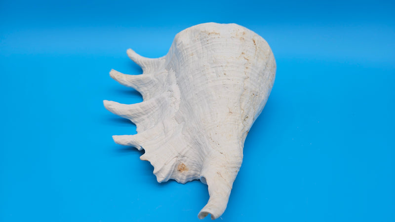 Ocean found Lambis Truncata shell 12 inch conch