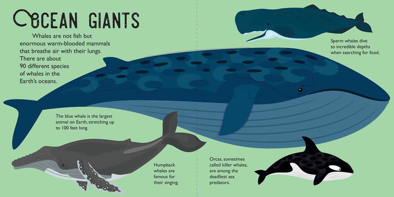 Illustration of various whale species with text about ocean giants on a green background