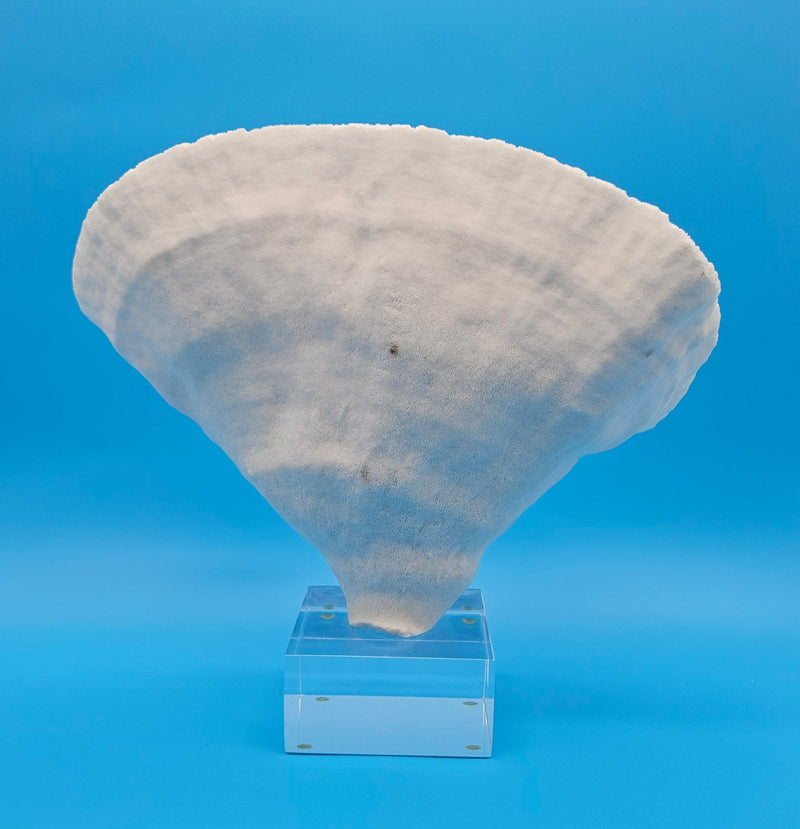 Ocean-inspired vintage coral decor piece with stand