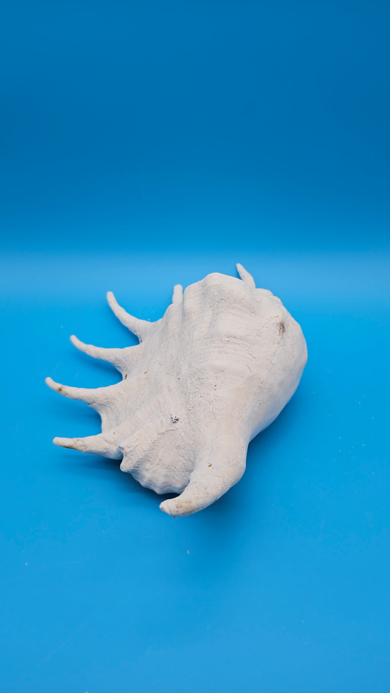 Ocean sourced Lambis Truncata shell with curved arms