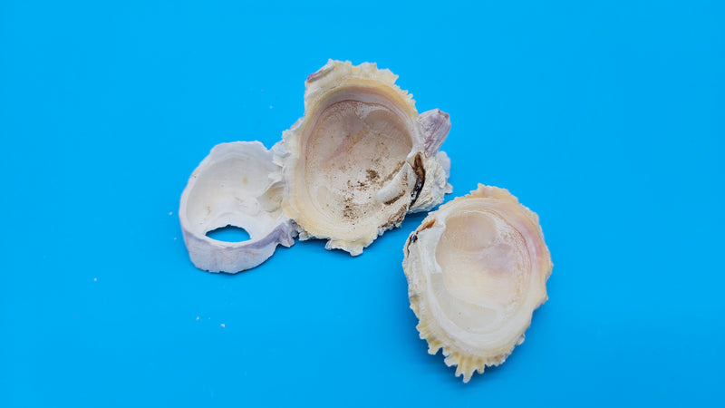 Barnacle and Jewel Box shell 3x2x1.5 – one-of-a-kind coastal specimen