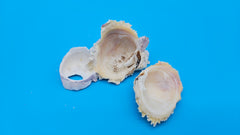 Barnacle and Jewel Box shell 3x2x1.5 – one-of-a-kind coastal specimen