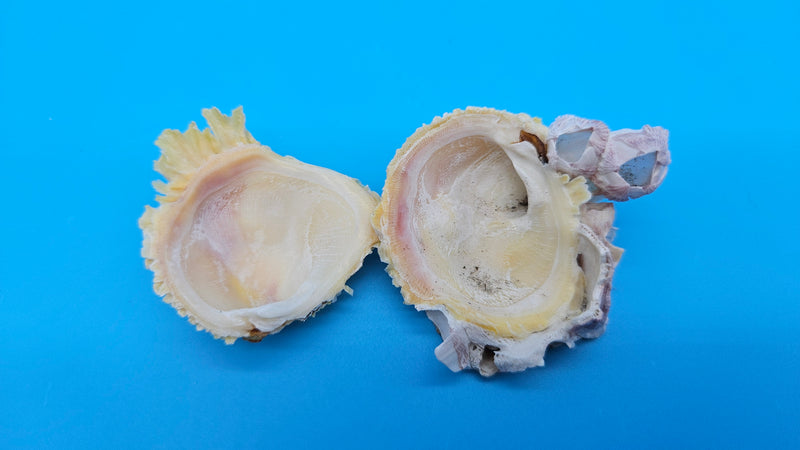 Barnacle Jewel Box shell display 2x1.8x1 – exact natural specimen shown