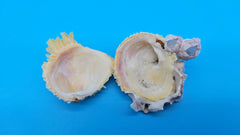 Barnacle Jewel Box shell display 2x1.8x1 – exact natural specimen shown