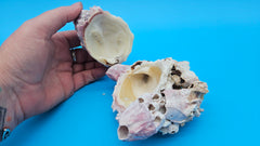 Barnacle and Jewel Box clam shell specimen – collectible coastal display