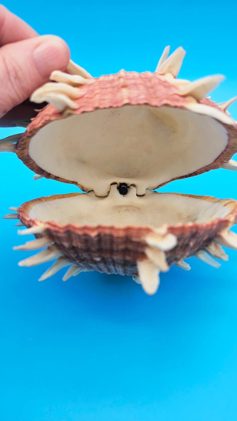 Regius Spondylus Spiny Display Shell –7
