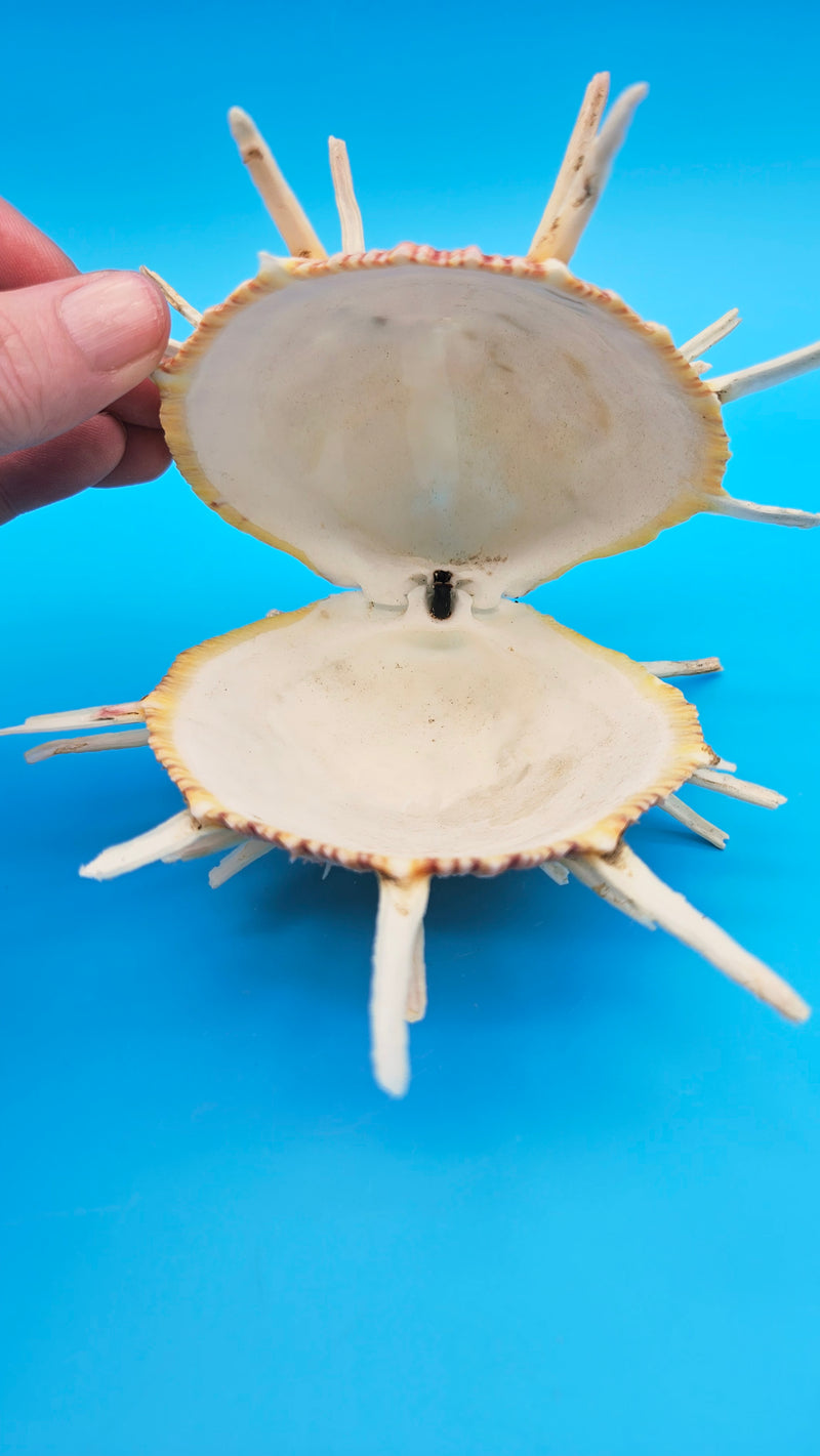 Regius Spondylus Spiny Display Shell – 6.5