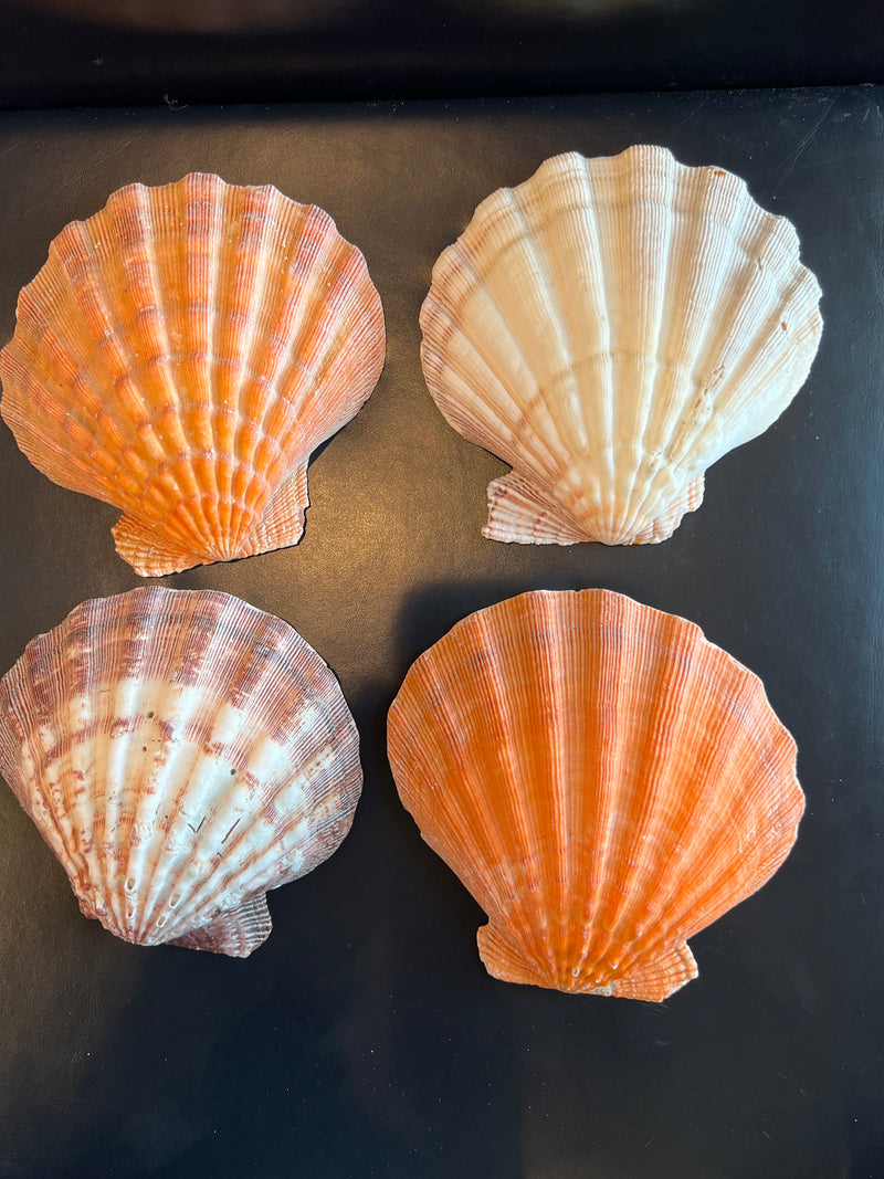 Four vibrant Orange Lion's Paw Scallop Shells displayed on a black surface, showcasing their bold ribbed textures and radiant orange hues.