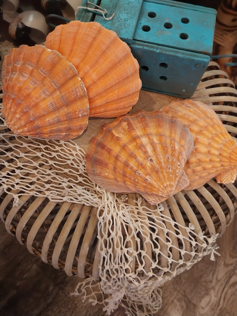 Vibrant Orange Lion's Paw Scallop Shells displayed on a wooden and netted surface, showcasing their bold ribbed textures and radiant orange hues.