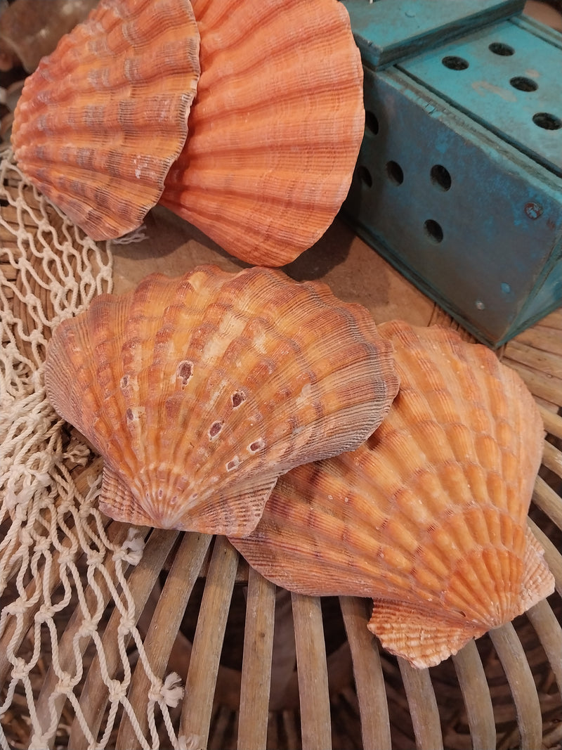 Vibrant Orange Lion's Paw Scallop Shells displayed on a wooden and netted surface, showcasing their bold ribbed textures and radiant orange hues.