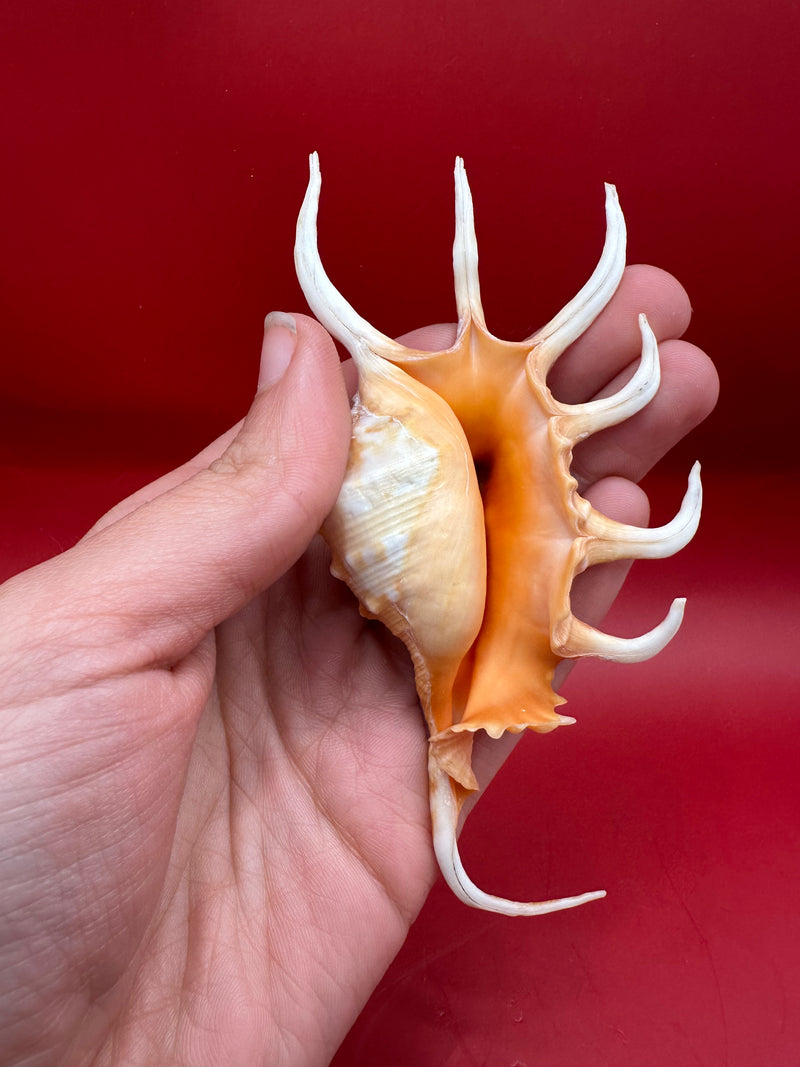 Bottom view Orange Spider Conch Shell – Lambis corcata display