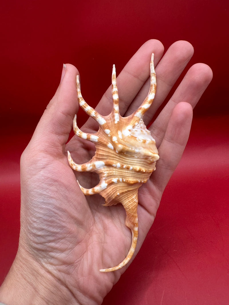 Hand holding Orange Spider Conch Shell – Lambis corcata 4.6"