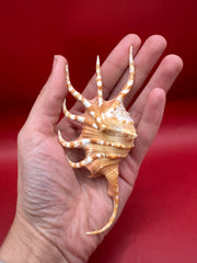 Hand holding Orange Spider Conch Shell – Lambis corcata 4.6
