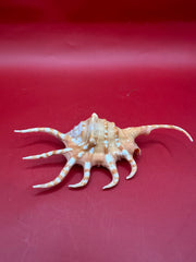 Top view Orange Spider Conch Shell – Lambis corcata 4.6