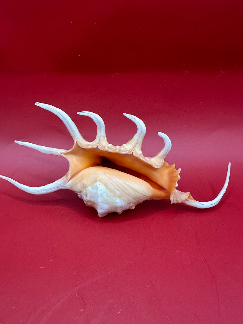 Underside Orange Spider Conch display shell – Lambis corcata