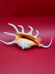 Underside Orange Spider Conch display shell – Lambis corcata