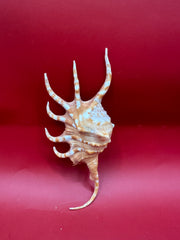 Vintage Orange Spider Conch Shell display – Lambis corcata 4.6