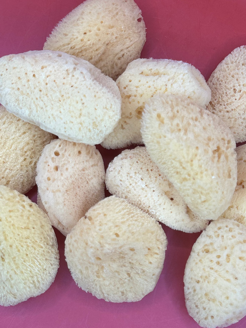 Overhead view of assorted small sea sponges