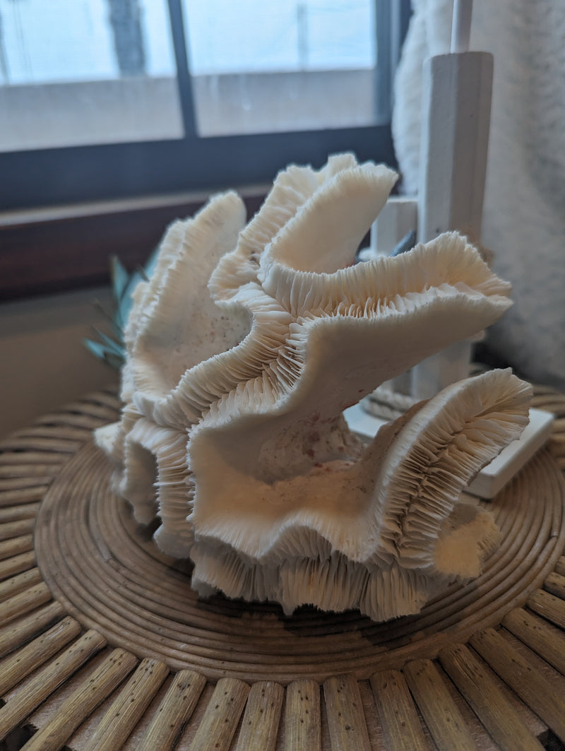 Vintage Open Brain Coral - 8"