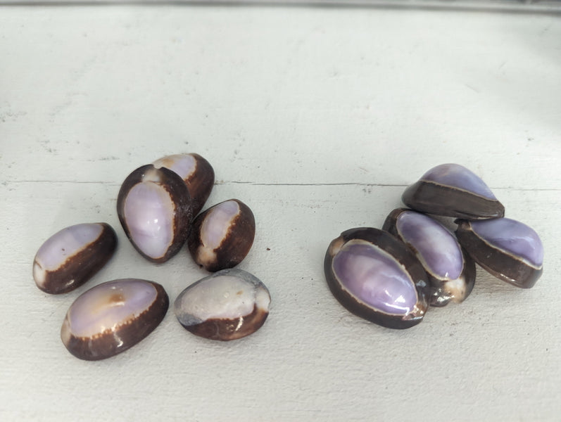 Purple Snakehead Cowrie Serpent's Head Cowry