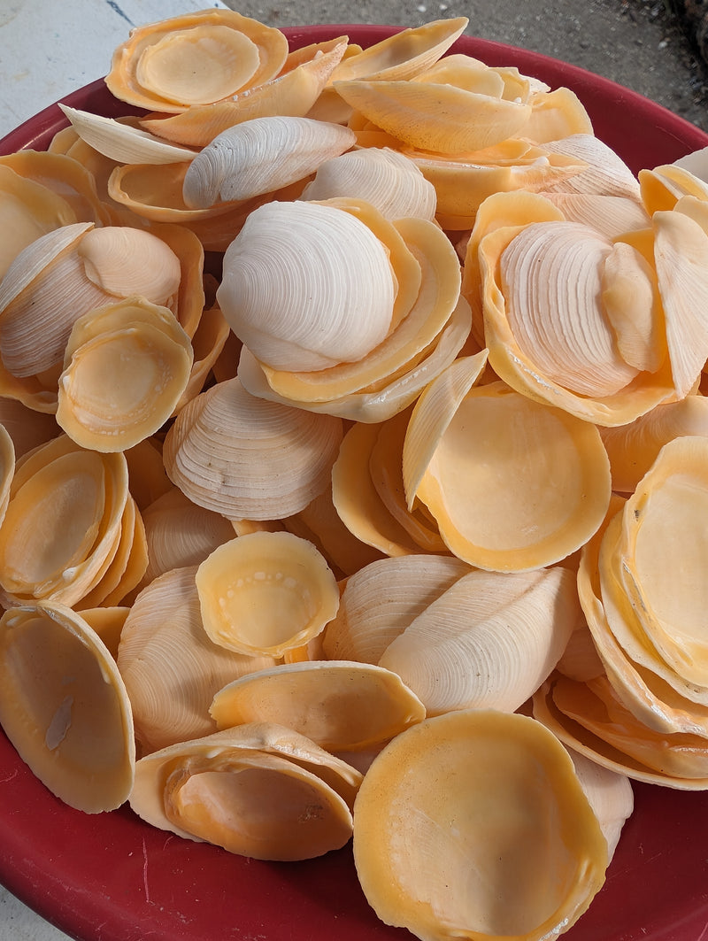 Buttercup Shells