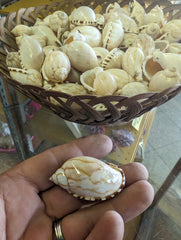 Casmaria Vibex Cassia Bonnet Shells