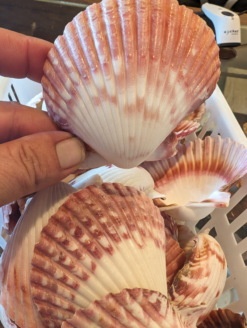 Calico Scallop