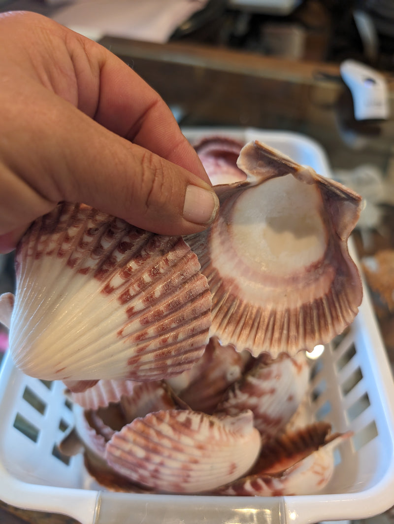 Calico Scallop