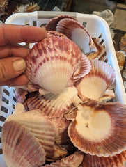 Calico Scallop