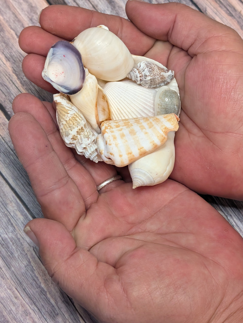 Seashell Gift Packs