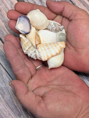 Seashell Gift Packs