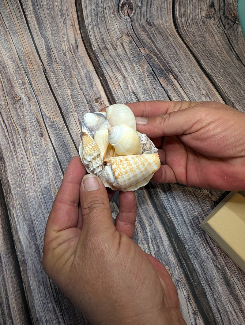 Seashell Gift Packs