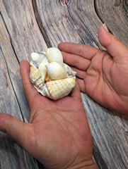 Seashell Gift Packs