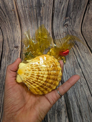 Seashell Gift Packs