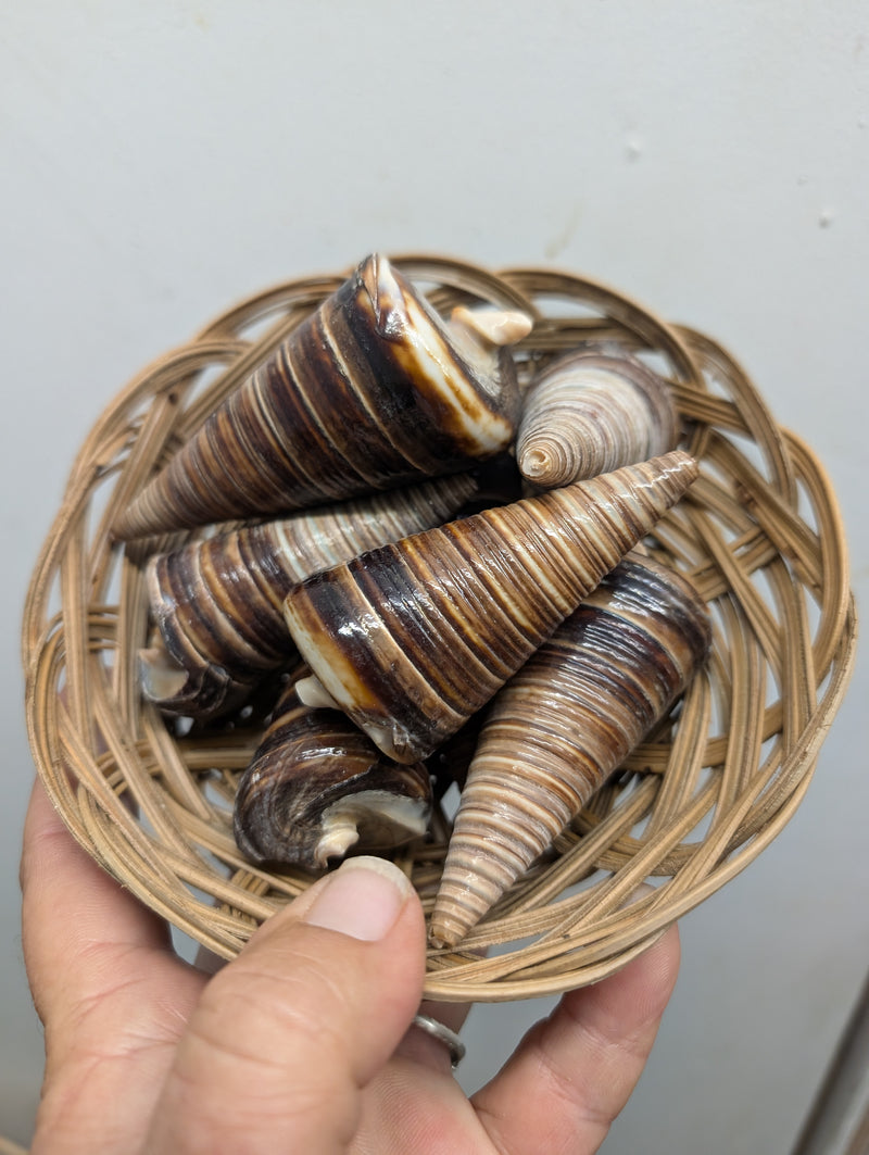 Polished Telescopic Brown Cone Shells