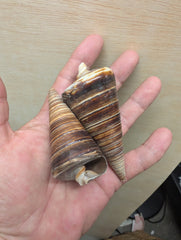 Polished Telescopic Brown Cone Shells