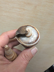 Polished Telescopic Brown Cone Shells